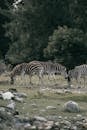 Zebra Standing on Green Grass