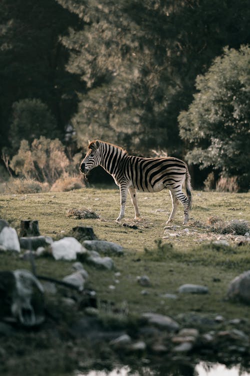 Immagine gratuita di alberi, animali, erba