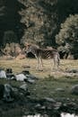 Zebra Standing on Green Grass