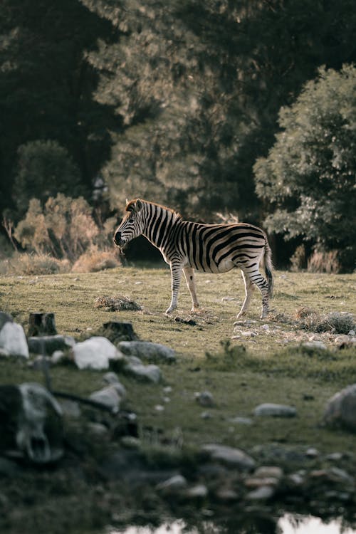 Zebra Standing on Green Grass Field