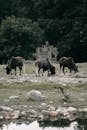 Herd of Horses on Green Grass Field