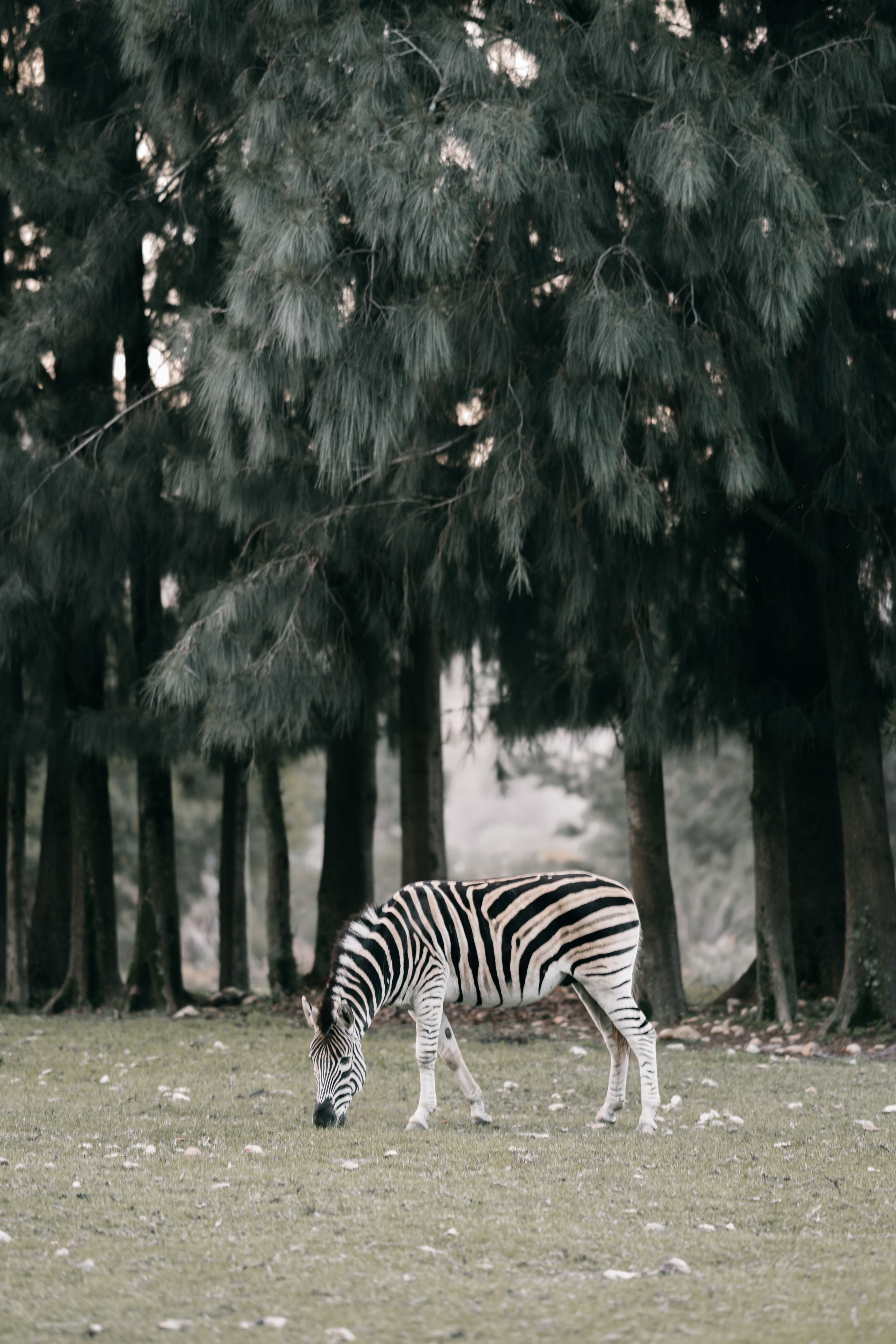 A zebra peacefully grazing in a lush South African park surrounded by dense forest.