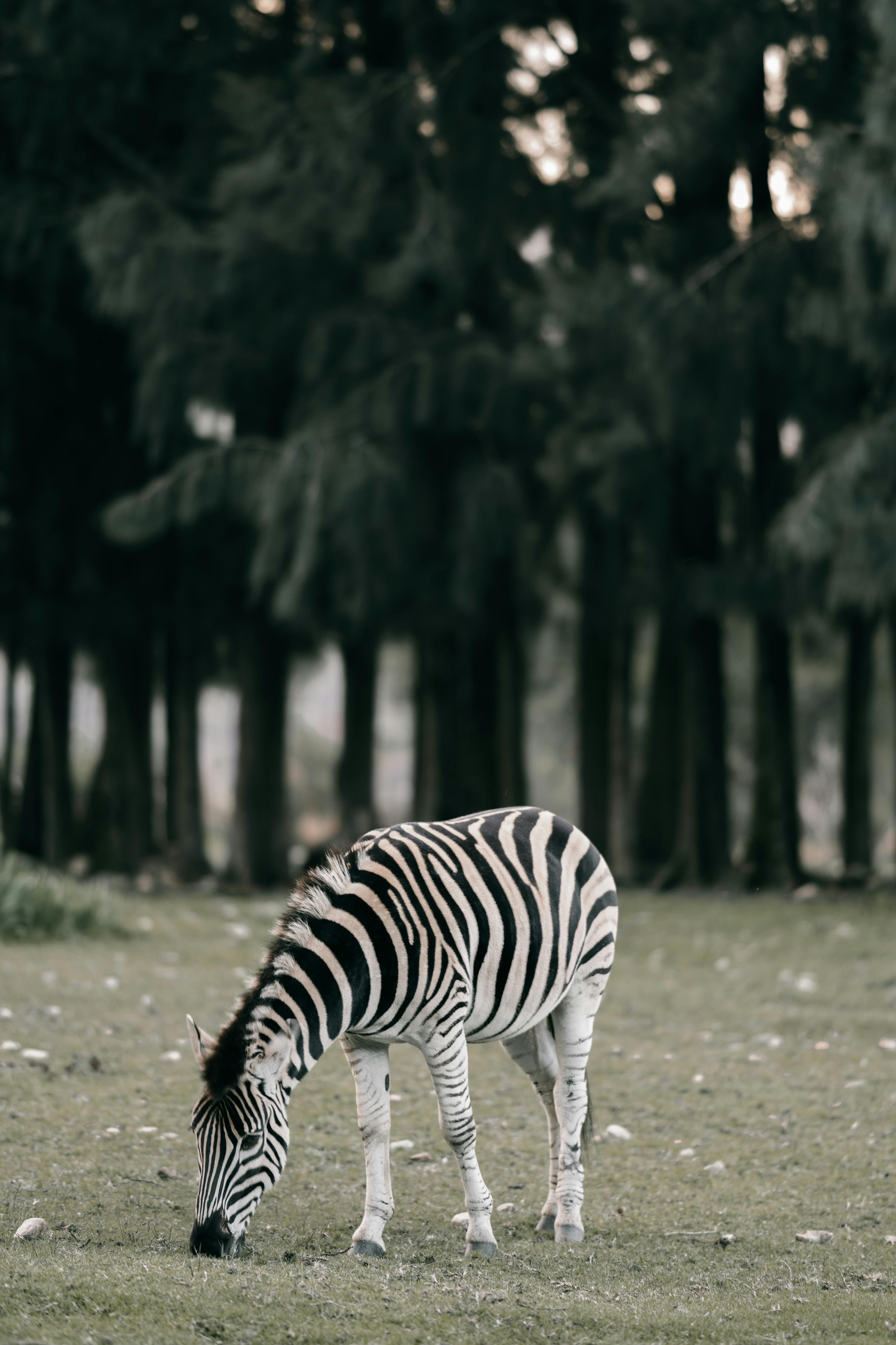 A zebra grazes calmly on lush grass in a South African park, showcasing natural wildlife beauty.