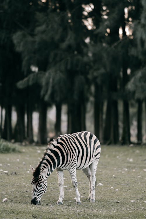 A Zebra Grazing in a Zoo Park 