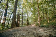 Green Trees on Brown Soil