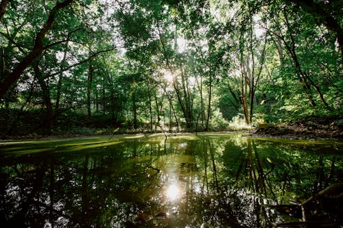 Photos gratuites de arbres, contre-plongée, eau