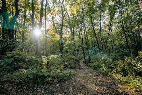 Green Trees and Plants in the Forest