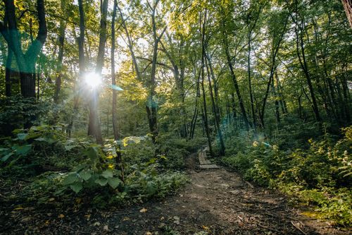 Free A serene sunlit forest path surrounded by lush green trees and foliage, ideal for nature lovers. Stock Photo