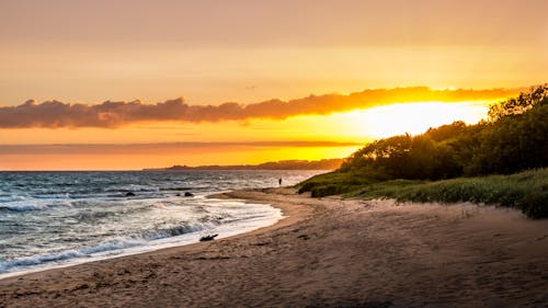 Kostnadsfri bild av apelsinhimmel, bakgrunder, buskar