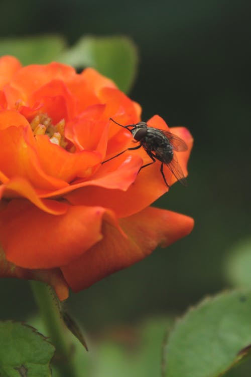 Δωρεάν στοκ φωτογραφιών με macro shot, γκρο πλαν, έντομο