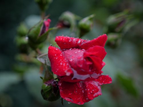 Free stock photo of blooming plant, blühende pflanze, grüne natur Stock Photo