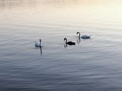 Three Swans on Water
