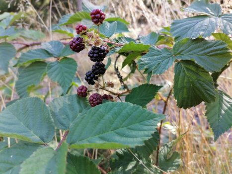 Black and Red Round Fruits