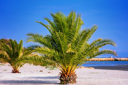 Palm Trees on Beach