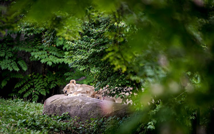 Brown Lioness On Brown Rock