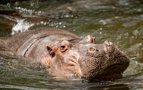 Brown Hippopotamus on Body of Water