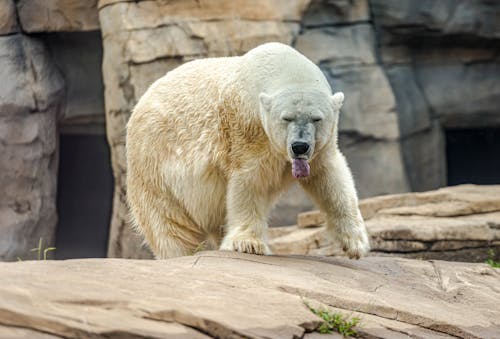 Gratis lagerfoto af dyrefotografering, habitat, isbjørn