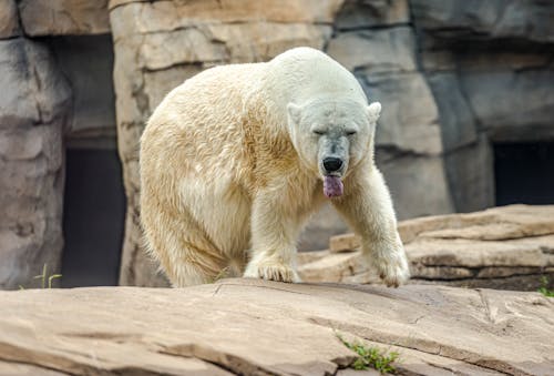 Foto d'estoc gratuïta de animal marí, animal salvatge, depredador