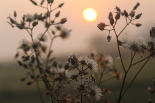 Wildflowers with soft sunlight during sunrise in Magura, Bangladesh. Calm and natural setting.