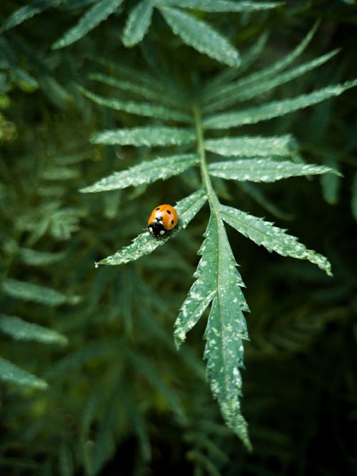 Základová fotografie zdarma na téma brouk, fotografování hmyzem, malý