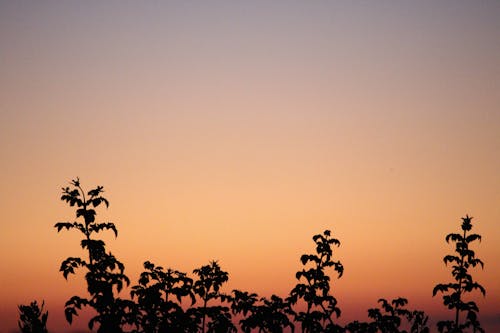 Free Bushes growing against sunset sky Stock Photo