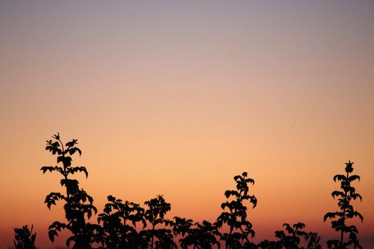 Plant with leaves growing on thin stem in nature in evening time against orange sundown sky in darkness in countryside