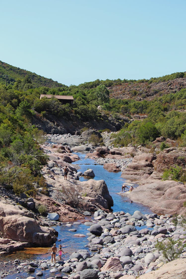 Mountain Stream Flowing Among Vegetation