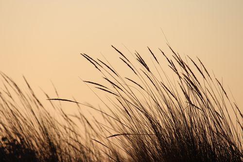 Free Thin ears of wheat growing in nature while swaying in wind against cloudless sky in countryside in evening time outside Stock Photo