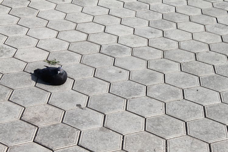 Pigeon Sitting On Sidewalk