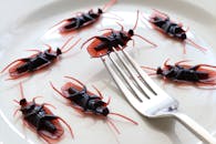 Cockroaches on Plate