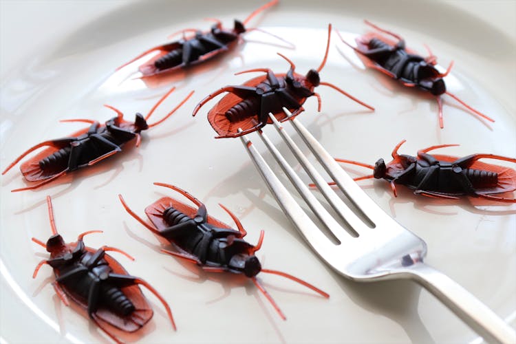 Cockroaches On Plate