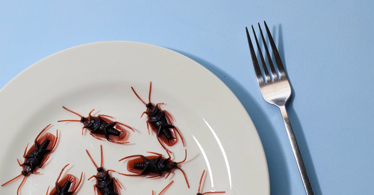 Cucarachas en plato.