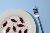 Cockroaches on Plate