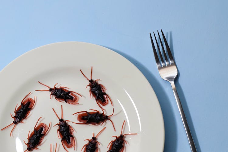 Cockroaches On Plate