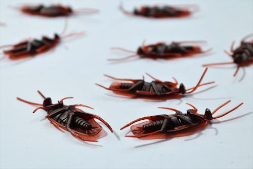 Cockroaches on White Background