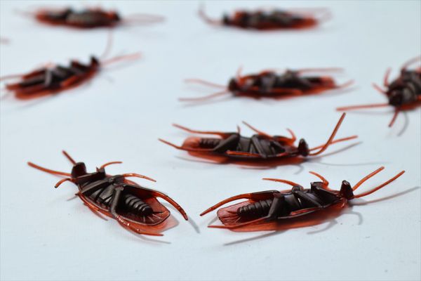 Cockroaches, macro photograph