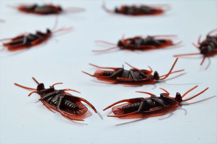 Cockroaches on a surface
