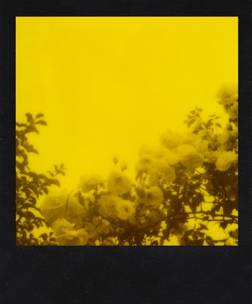 Free Picture of Flowers in Polaroid Film Stock Photo