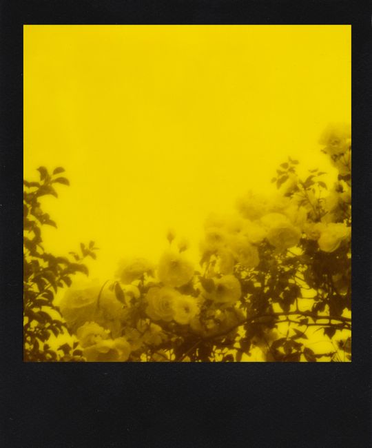 A vintage-style Polaroid showing blooming flowers against a bright yellow backdrop.