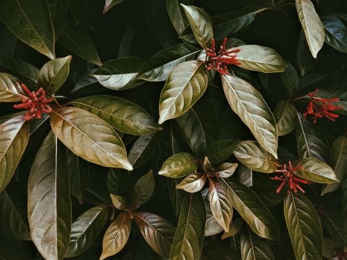 Free A detailed close-up of lush Indian foliage with striking red buds, perfect for botanical themes. Stock Photo