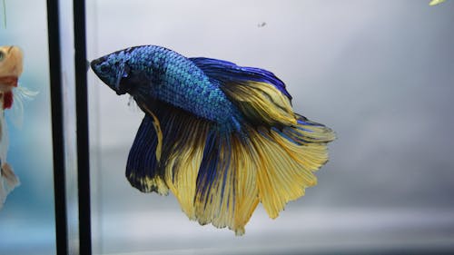 Free A Blue Mustard Betta Fish in an Aquarium Stock Photo