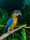 Blue Yellow and Green Parrot on Brown Wooden Stick