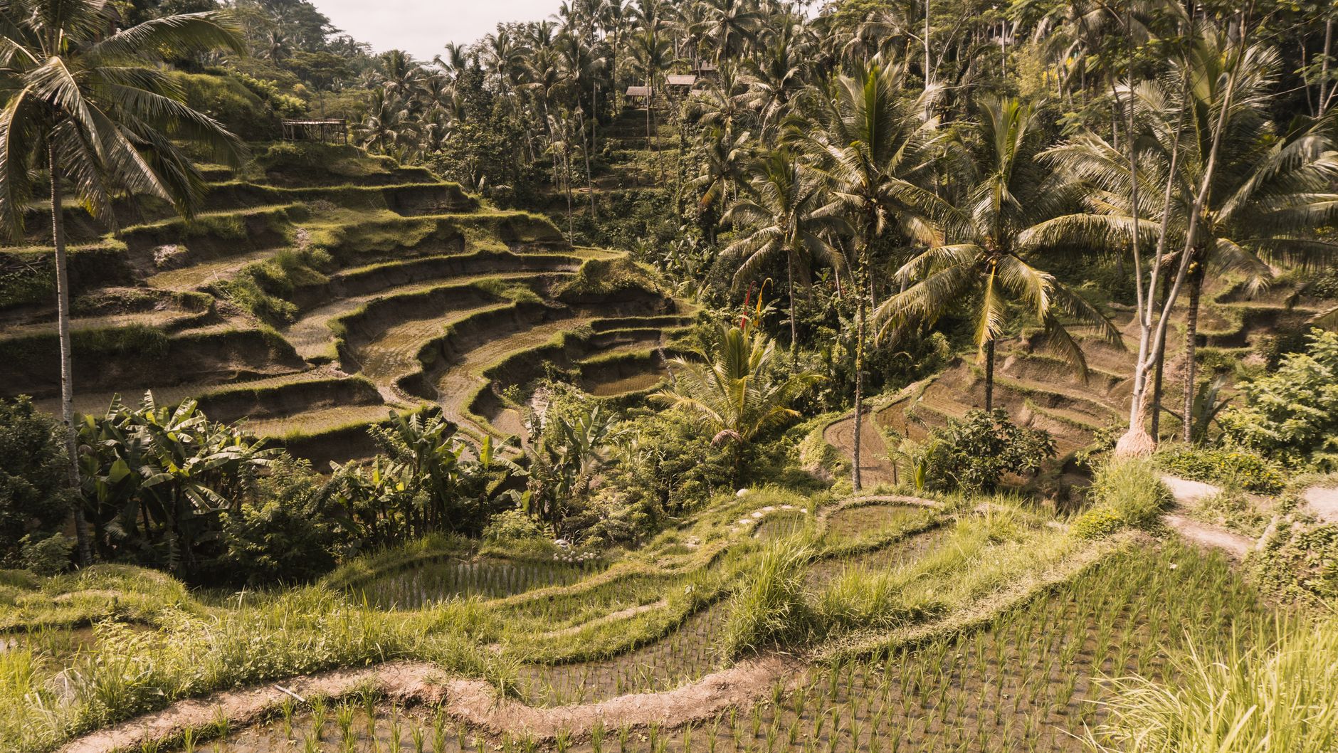Tegallalang — Bali, All-Inclusive holiday from India