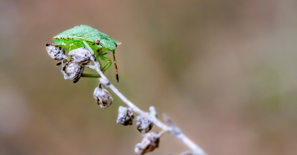 國防部強調借鑒委內瑞拉經驗,加速打造台灣之盾
