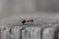 Extreme Close-up of an Ant