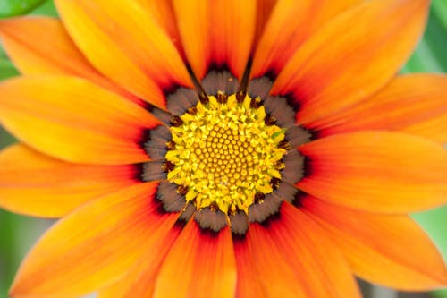 Darmowe zdjęcie z galerii z flora, fotografia kwiatowa, gazania