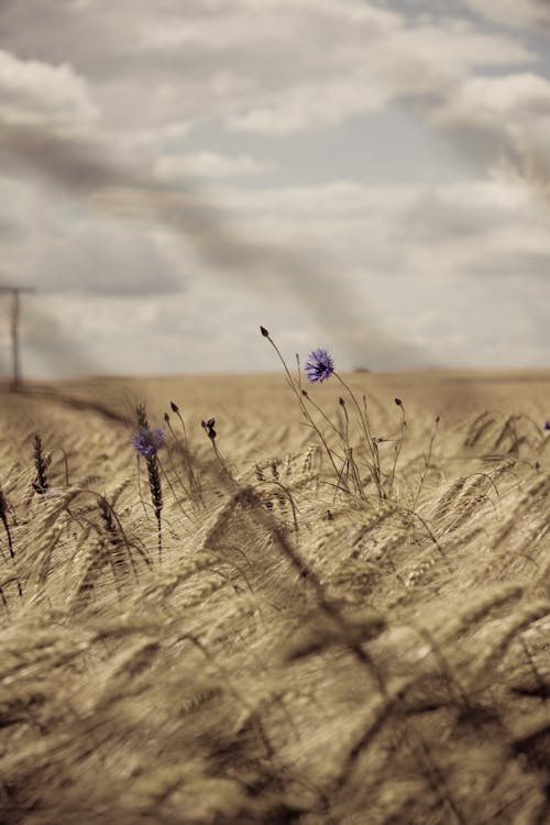 Flowers on Wheat Field