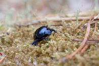 Black Beetle on Brown Grass