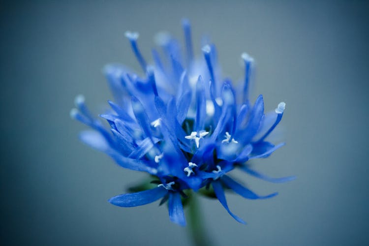 Blue Flower In Bloom