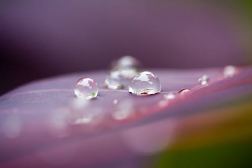 Water Droplets on a Leaf 